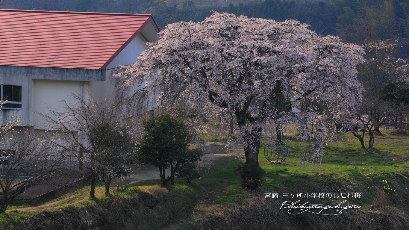 三ヶ所小学校のしだれ桜と校舎 壁紙