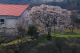 三ヶ所小学校のしだれ桜と校舎