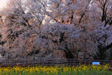 血潮通う一心行の大桜