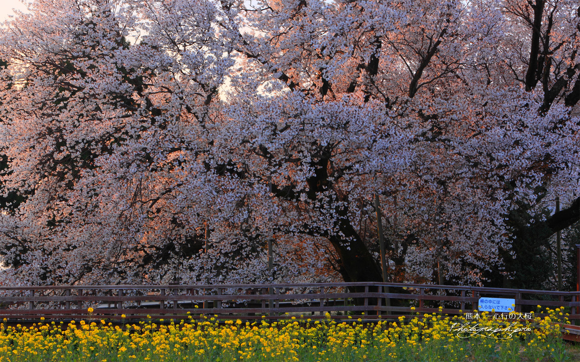 血潮通う一心行の大桜
