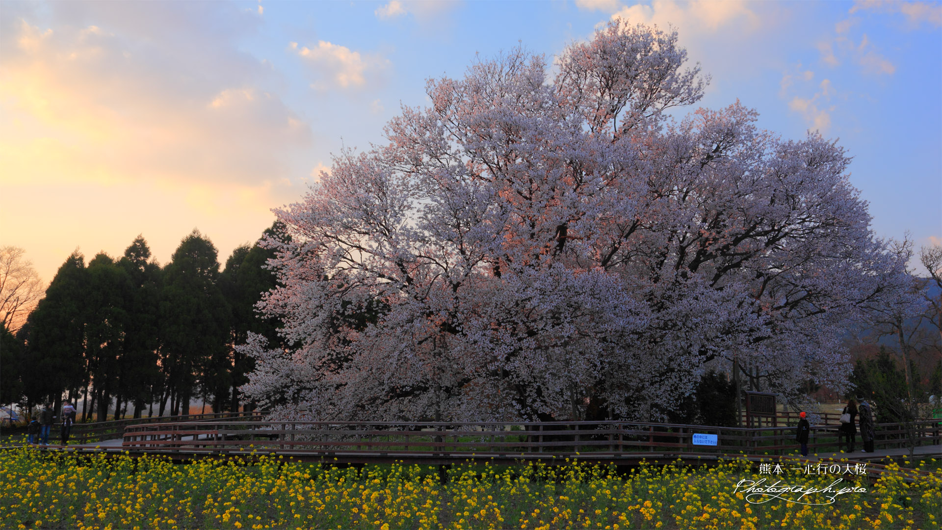 一心行の大桜と早朝の観光客