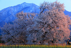 阿蘇の桜