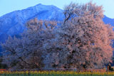 九州の桜