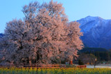 阿蘇と一心行の大桜