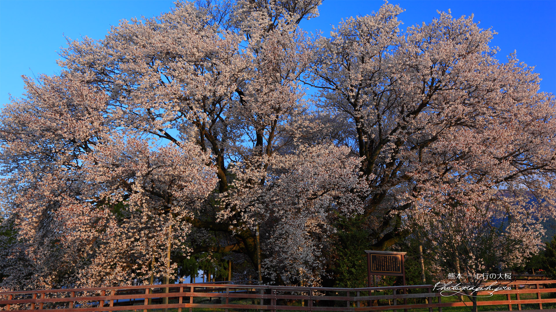 さようなら一心行の大桜