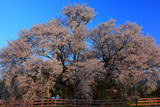 さようなら一心行の大桜