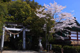 宮崎美郷町 神門神社の桜