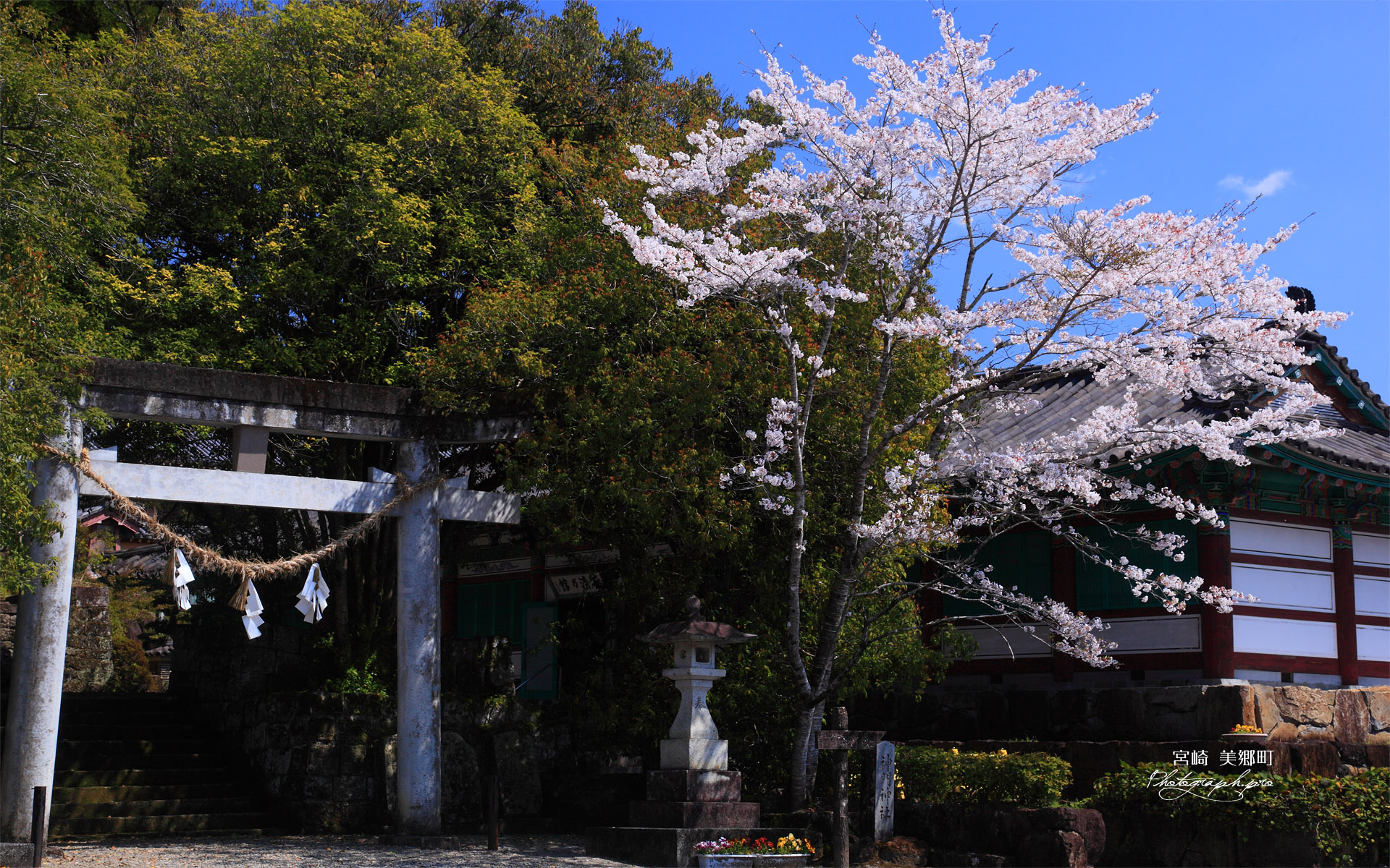 宮崎美郷町 神門神社の桜