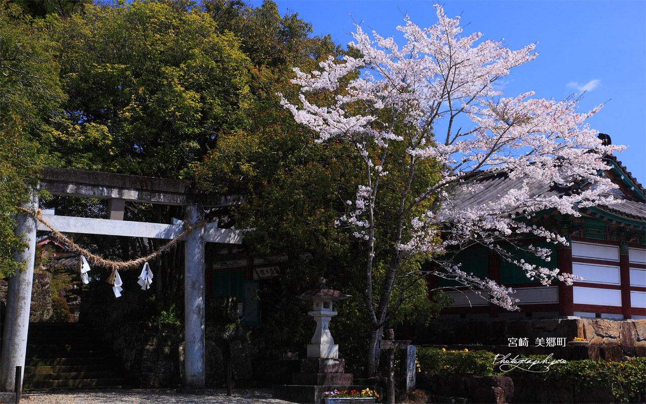 宮崎美郷町 神門神社の桜 壁紙