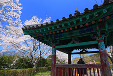 美郷町の桜