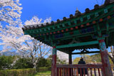 宮崎美郷町 恋人の丘の桜