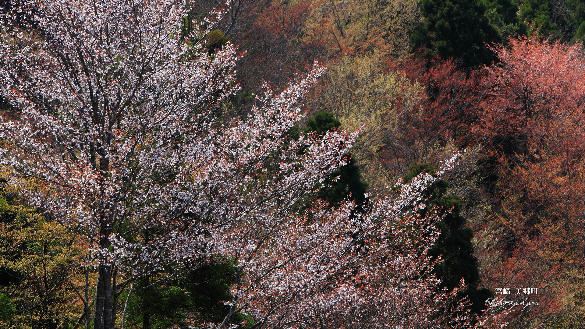 ひむか神話街道の桜
