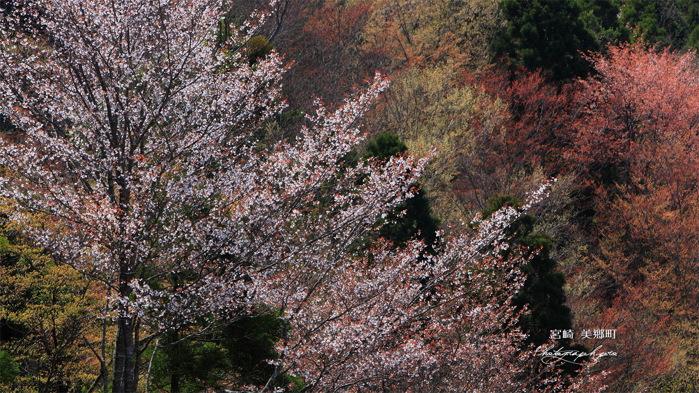 ひむか神話街道の桜 壁紙