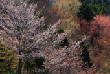 ひむか神話街道の桜