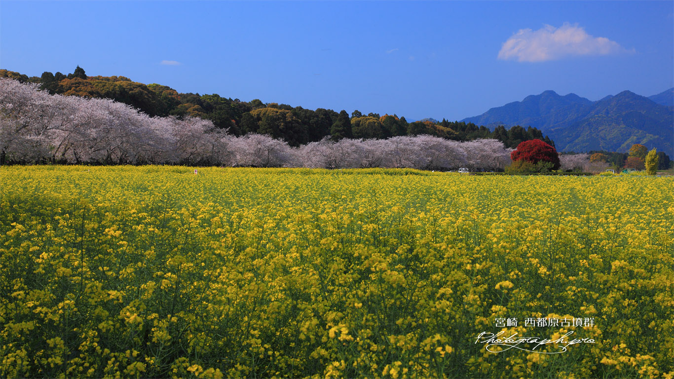 西都原古墳群の菜の花畑 壁紙