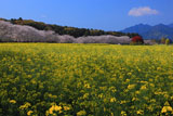 西都原古墳群の菜の花畑