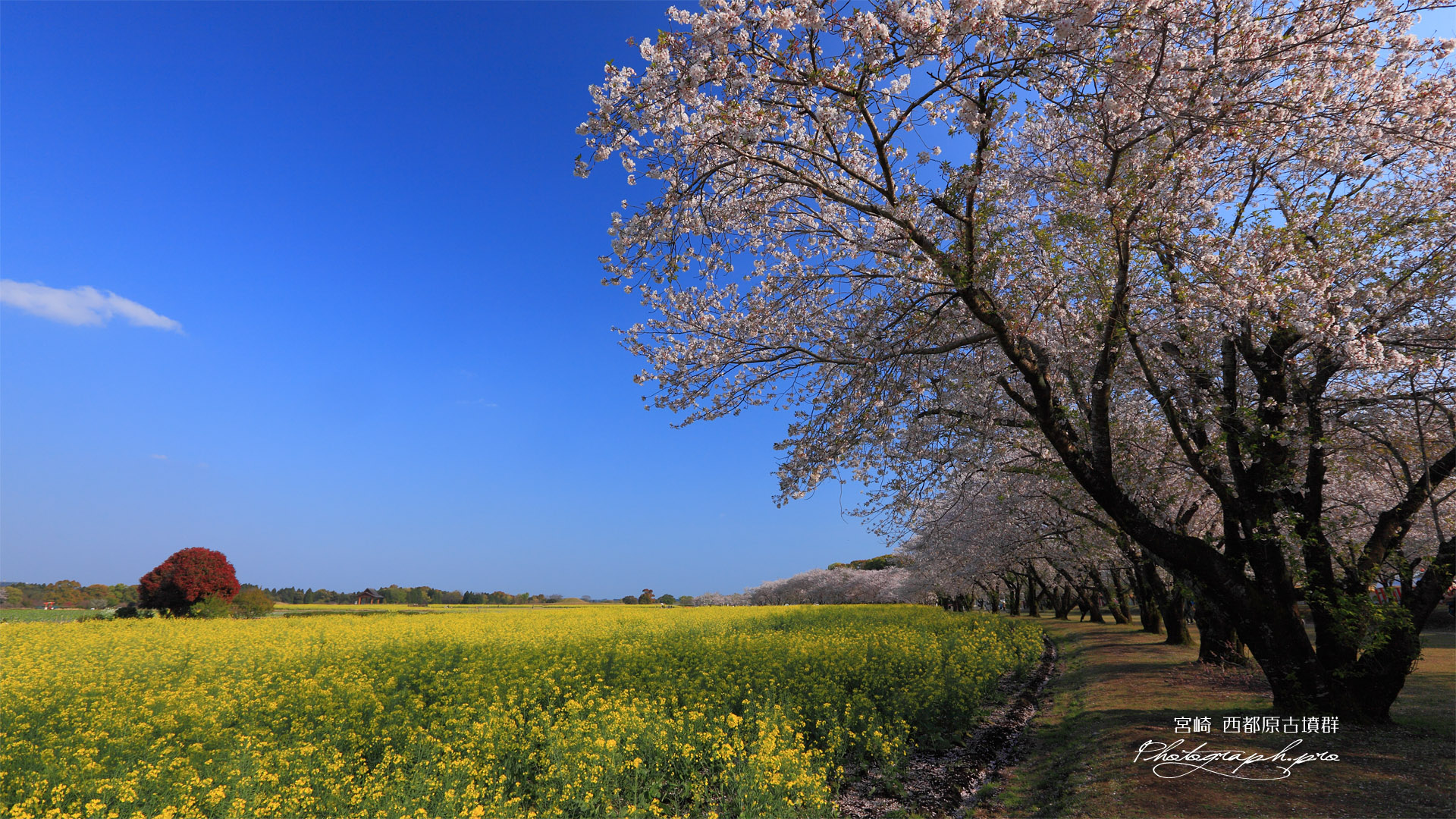 西都原古墳群の桜並木