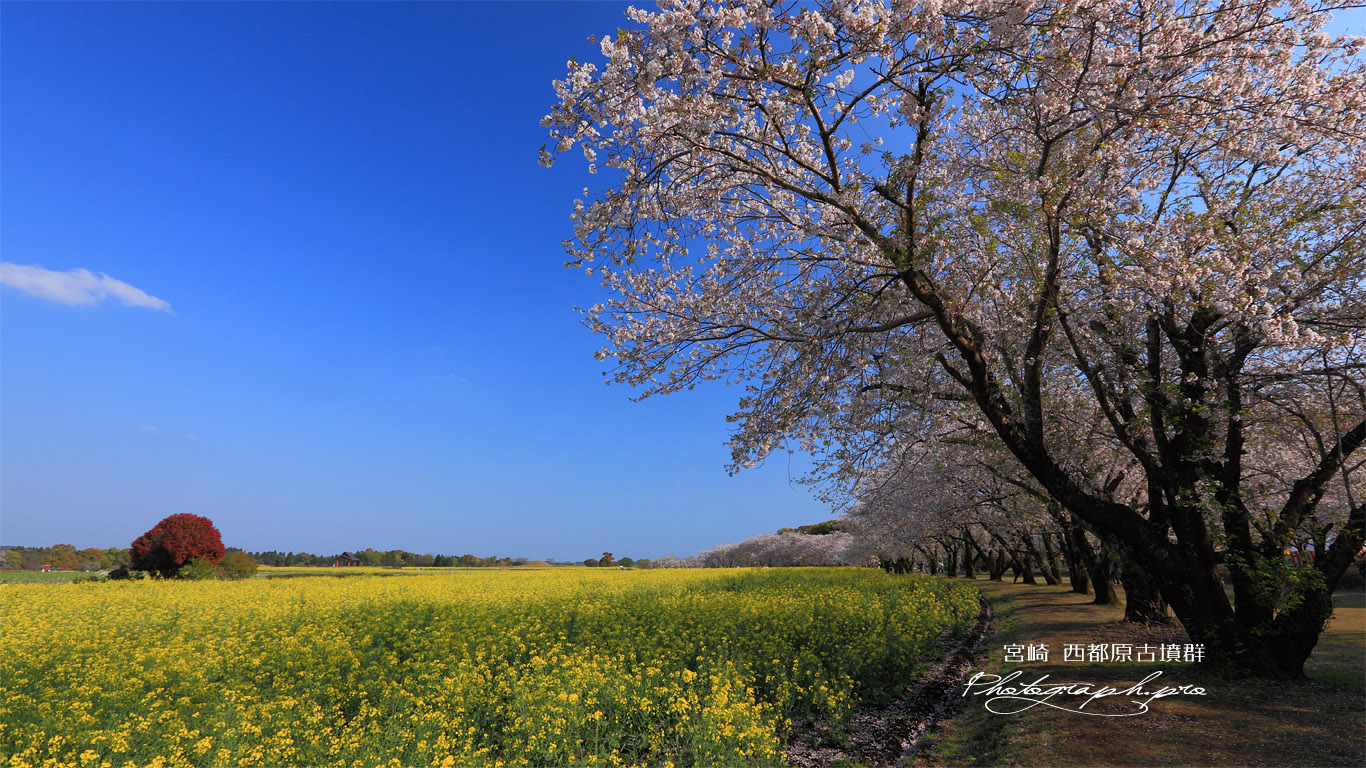 西都原古墳群の桜並木 壁紙