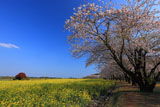 西都原古墳群の桜並木