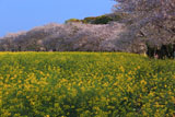 西都原古墳群の菜の花と桜