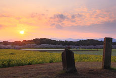 西都原古墳群の桜