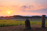 原田家のしだれ桜