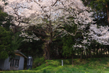 宮の目の畑蒔桜