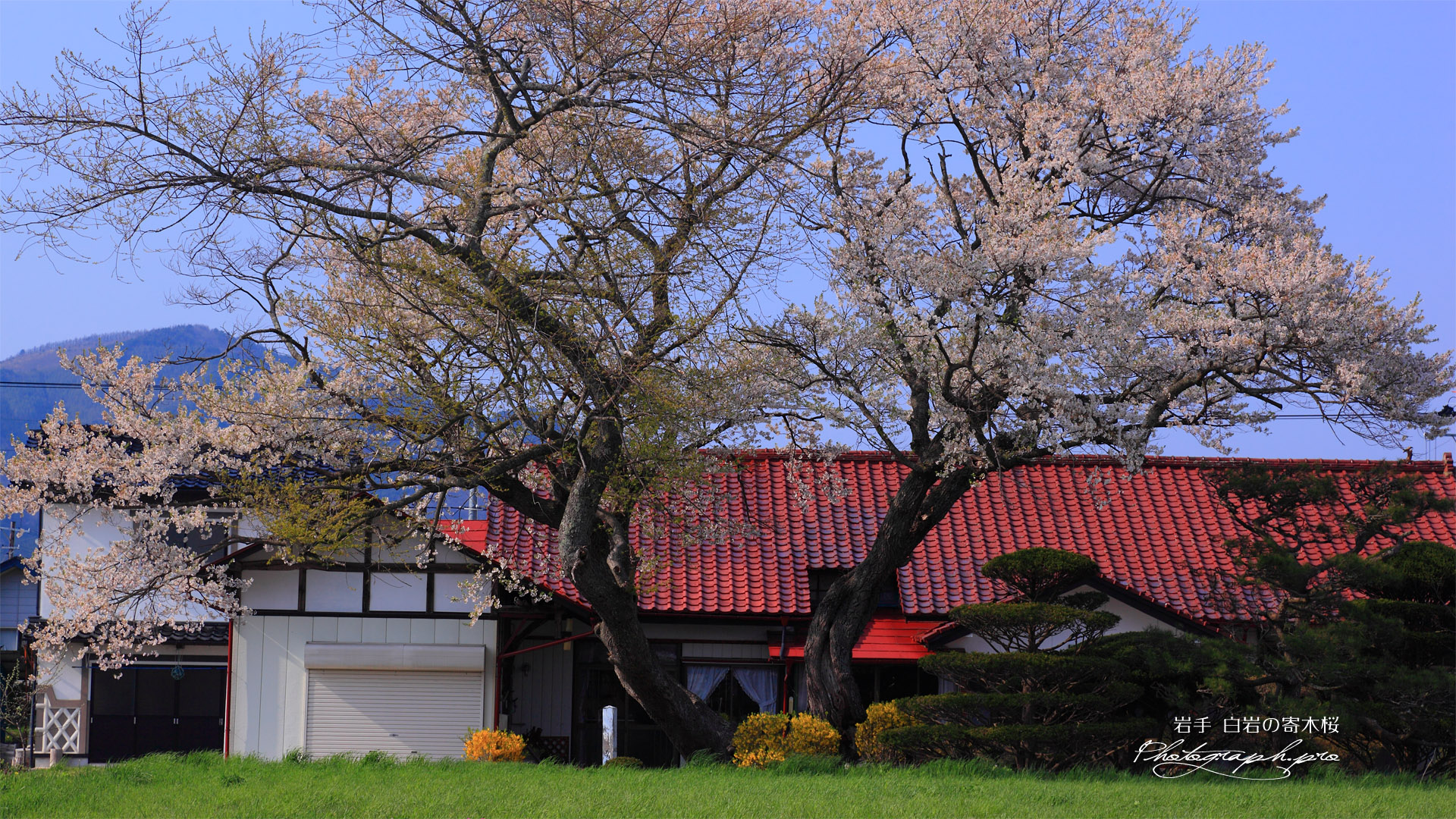 芝桜と白岩のエドヒガン・イヌザクラの寄木