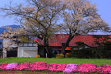 白岩の寄木桜
