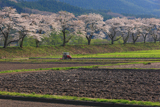 遠野市 綾織の桜並木