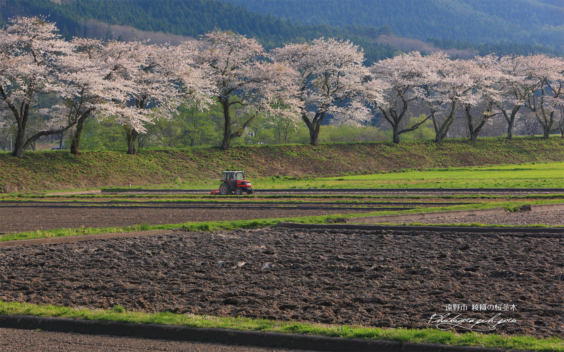 遠野市 綾織の桜並木