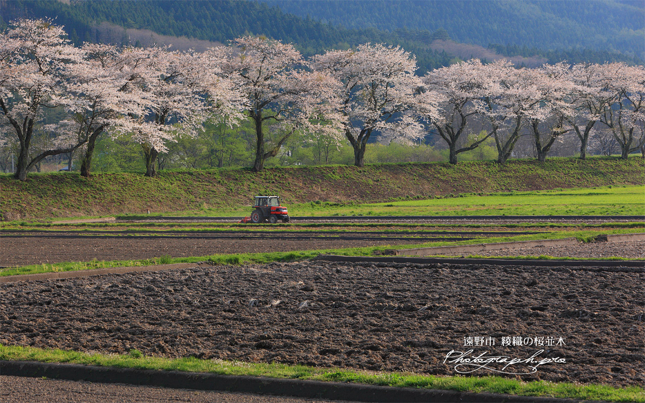 遠野市 綾織の桜並木 壁紙