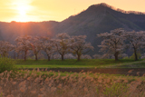 遠野市 綾織の桜並木