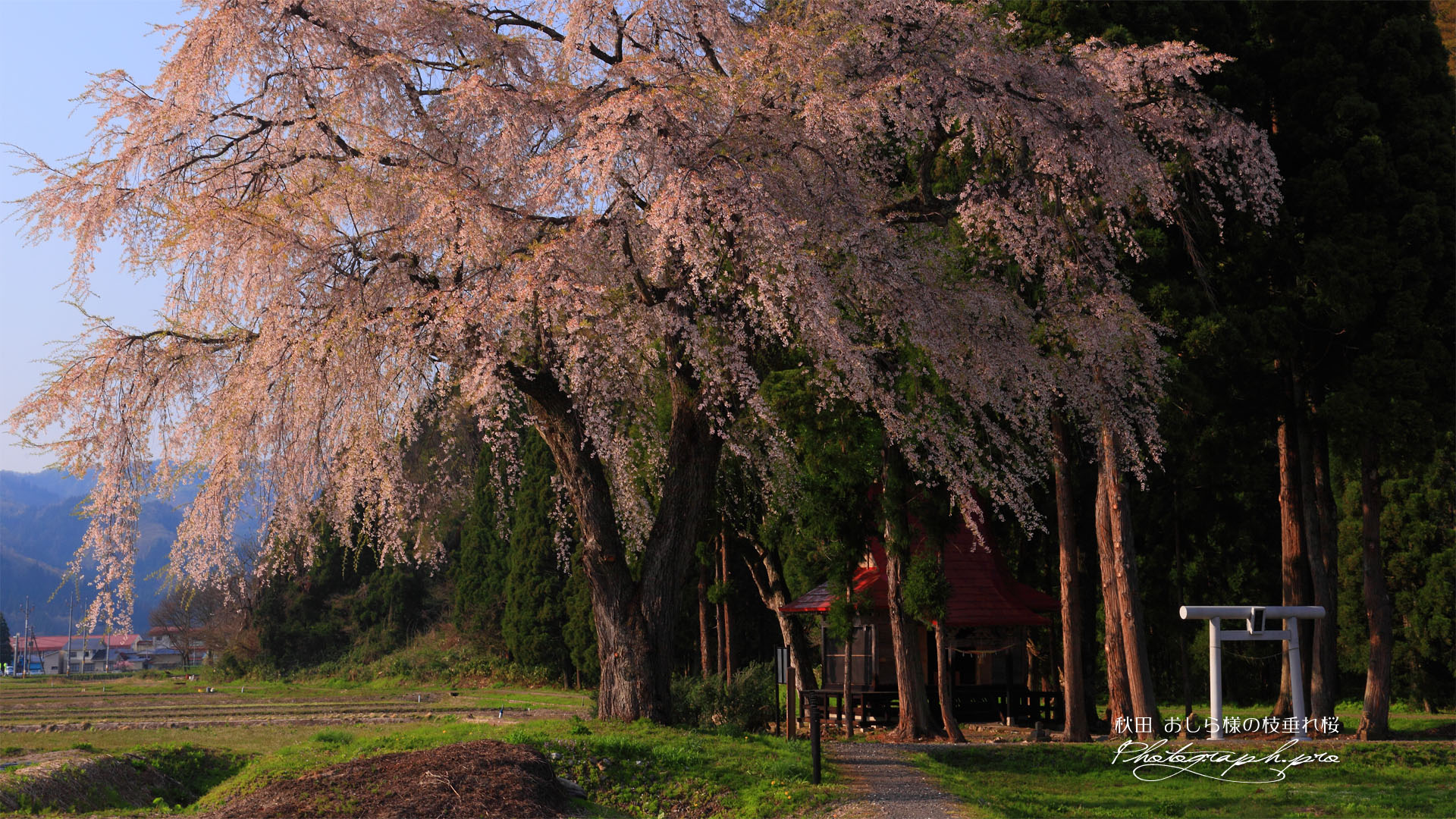 おしら様の枝垂れ桜の全体像