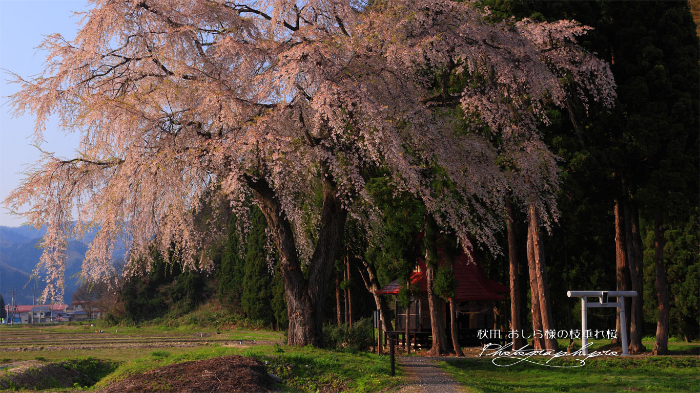 おしら様の枝垂れ桜の全体像 壁紙