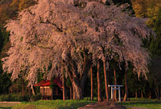 秋田県の桜