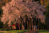 秋田県の桜