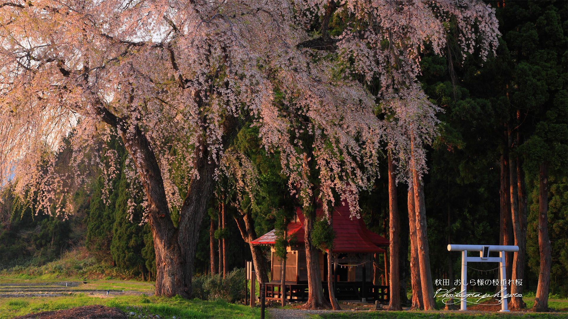 白山神社の枝垂れ桜