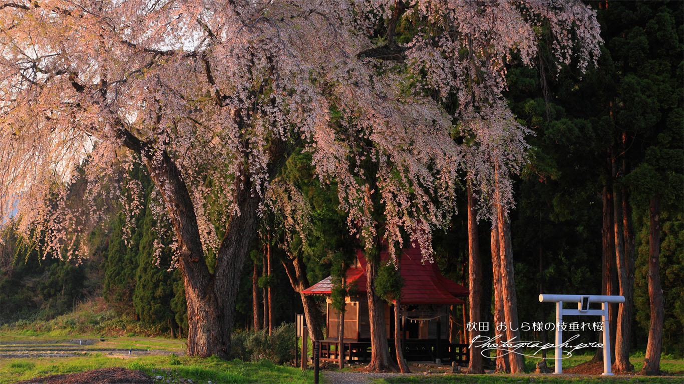 白山神社の枝垂れ桜 壁紙