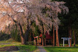 白山神社の枝垂れ桜