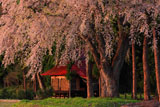 おしら様の枝垂れ桜の樹幹と社