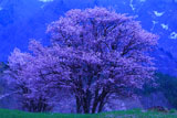 西蔵王牧場の大山桜（西行桜）