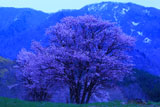 西蔵王牧場の大山桜と瀧山