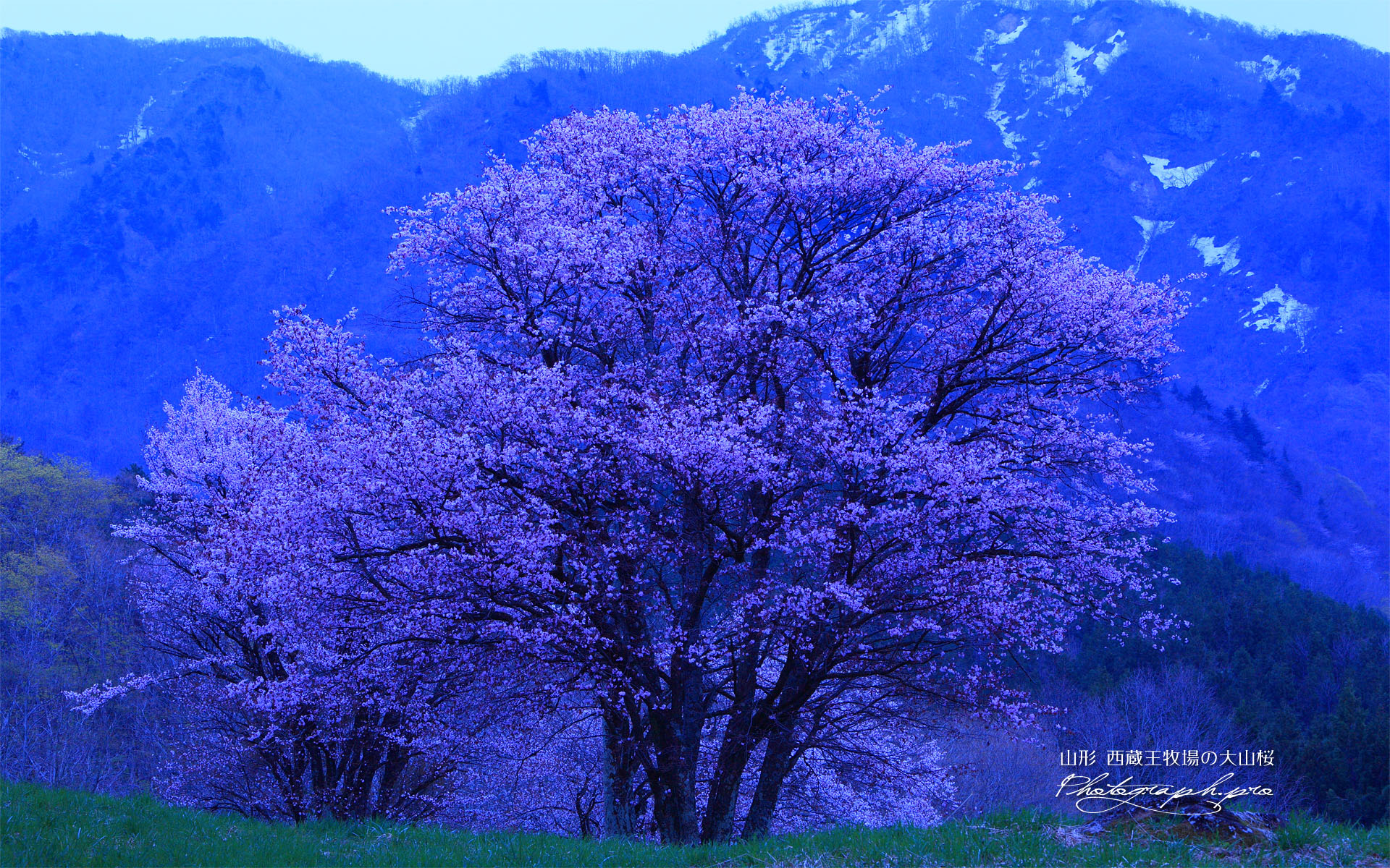 西蔵王牧場の大山桜と瀧山