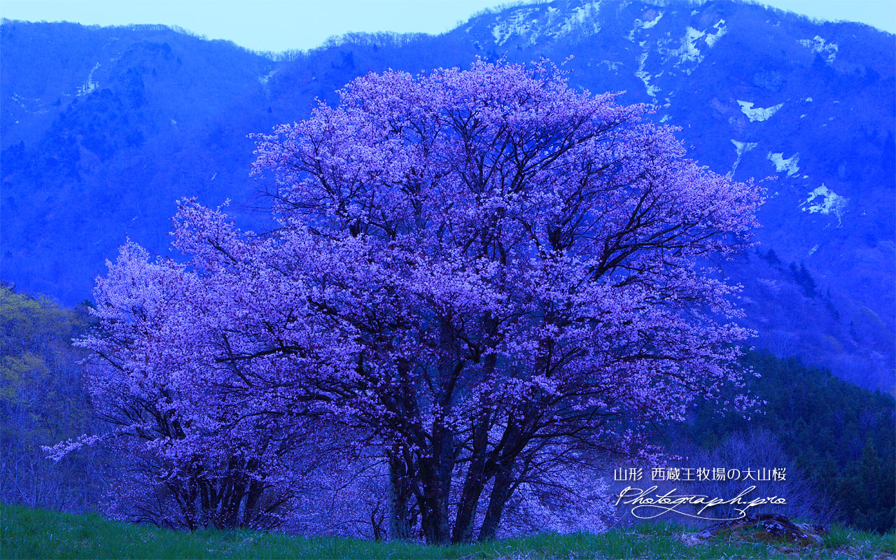西蔵王牧場の大山桜と瀧山 壁紙
