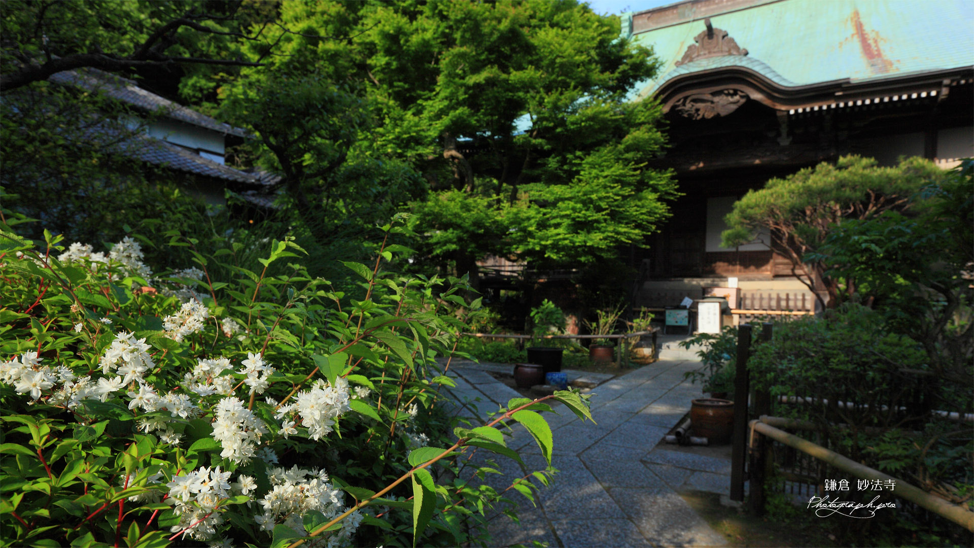 鎌倉妙法寺 ウツギと本堂