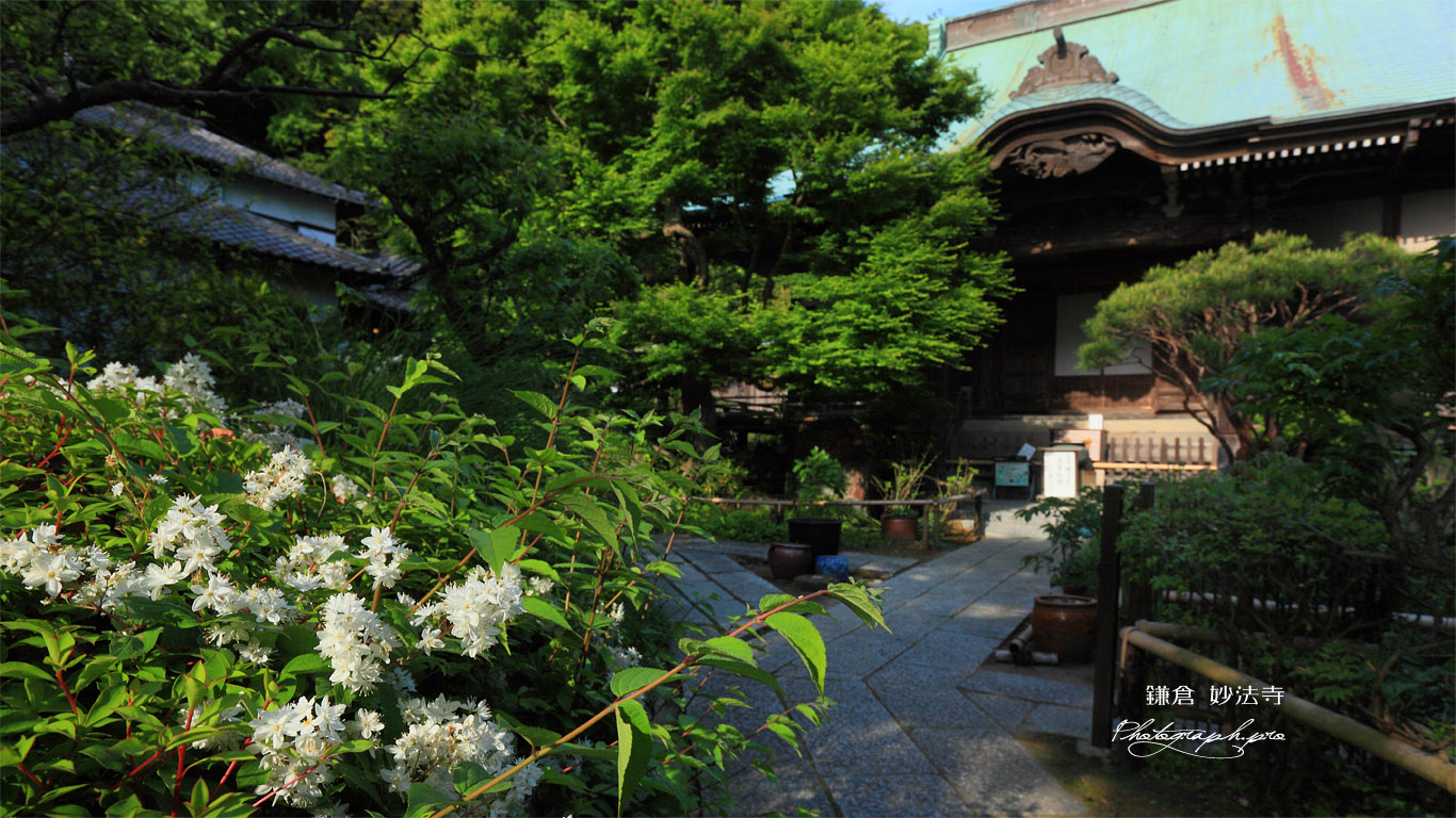 鎌倉妙法寺 ウツギと本堂 壁紙