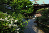鎌倉妙法寺 ウツギと本堂