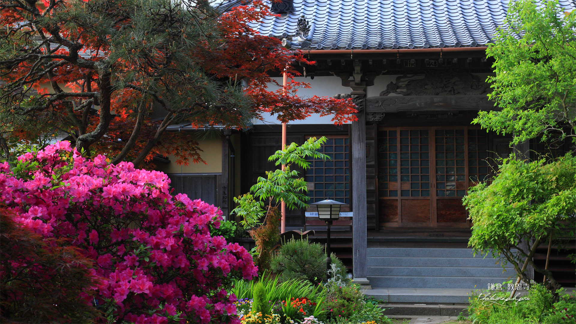 鎌倉教恩寺 ツツジと本堂