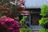 鎌倉教恩寺 ツツジと本堂